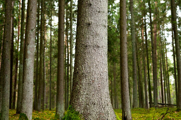 Tranquil Landscape with a Green Forest Grove and Old-Growth Trees