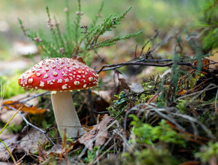 Fly agaric (Amanita muscaria) red-headed hallucinogenic toxic mushroom growing naturally in the forest.