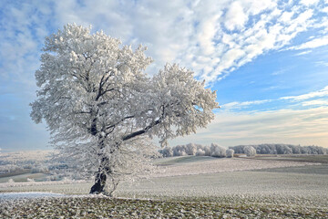 Landschaft mit Raureif