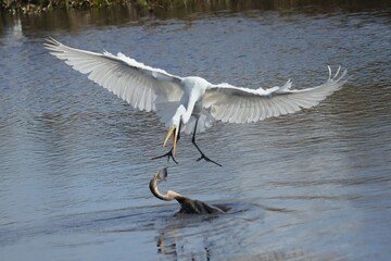 Great Egret Tries to Steal a Fish from a Cormorant Paynes Prairie Gainesville Florida
