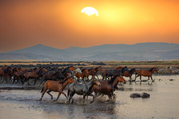 Horses running and kicking up dust. Yilki horses in Kayseri Turkey are wild horses with no owners