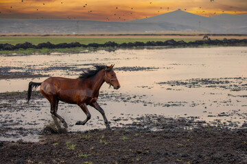 Horses running and kicking up dust. Yilki horses in Kayseri Turkey are wild horses with no owners