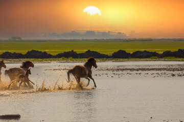 Horses running and kicking up dust. Yilki horses in Kayseri Turkey are wild horses with no owners