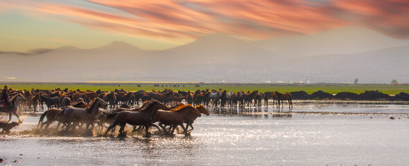 Horses running and kicking up dust. Yilki horses in Kayseri Turkey are wild horses with no owners