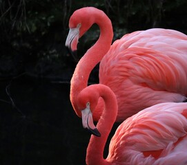 Naklejka premium Magnificent Flamingos Homosassa Springs State Wildlife Park Rescued Residents 