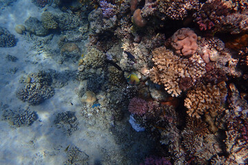 Fototapeta na wymiar coral reef in the Red Sea