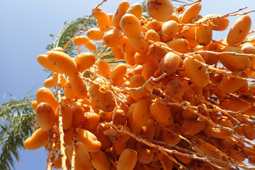 date tree with fruits