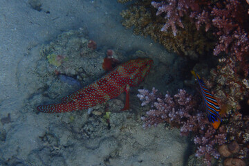 unknown fish from red sea