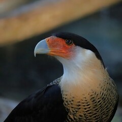 Crested Caracara in a Regal Pose 