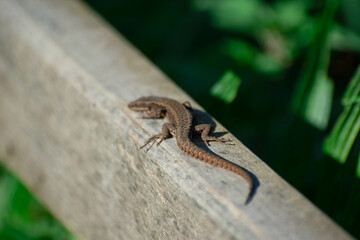 Salamander walking on wood