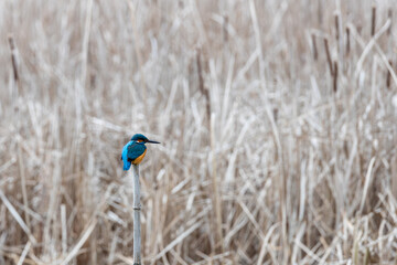 Common Kingfisher (Alcedo atthis) perching on a pile , next to the reeds in Hungary, Lake Balaton