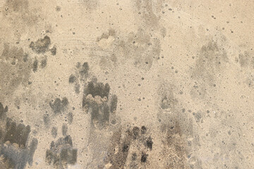 Cat footprint or paw print on dirty car window.