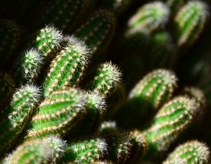 cactus in a pot