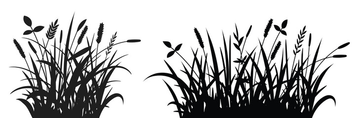 Drawn wild grass isolated on white background, vector design - obrazy, fototapety, plakaty