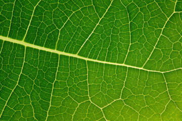 Translucent green leaf, macro, texture, background