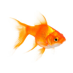 Goldfish. Isolated on transparent background, PNG