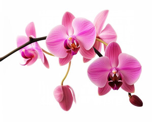 Fototapeta na wymiar Branch of blooming orchid isolated on white background