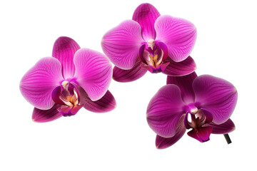 Fototapeta na wymiar Branch of blooming orchid isolated on white background