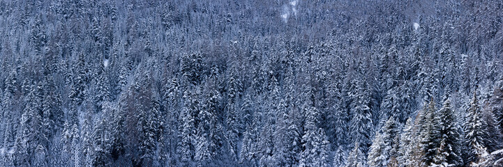 image panoramique d'un magnifique paysage de montagne. La forêt de sapins et de conifères est recouverte de neige. Image graphique pouvant servir d'arrière plan