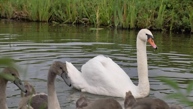Swan with babies swims on the lake.