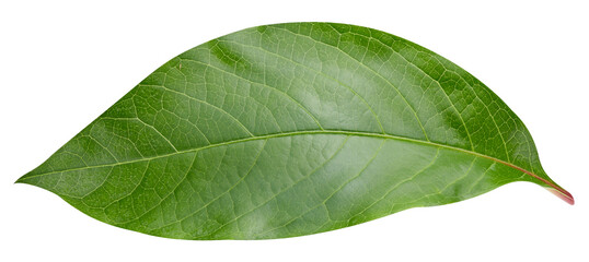 Mango leaf isolated on white background