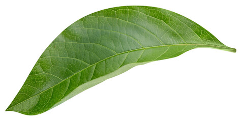 Obraz premium Mango leaf isolated on white background