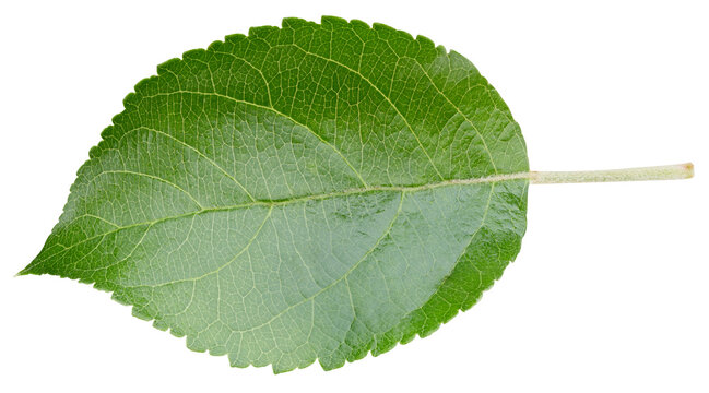 Apple leaf isolated