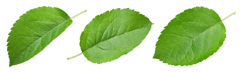 Obraz premium Fresh apple leaf isolated on white background