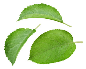 Fototapeta premium Fresh apple leaf isolated on white background