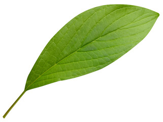 Mango leaf isolated on white background