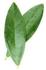 Obraz premium Olive leaf isolated on white background