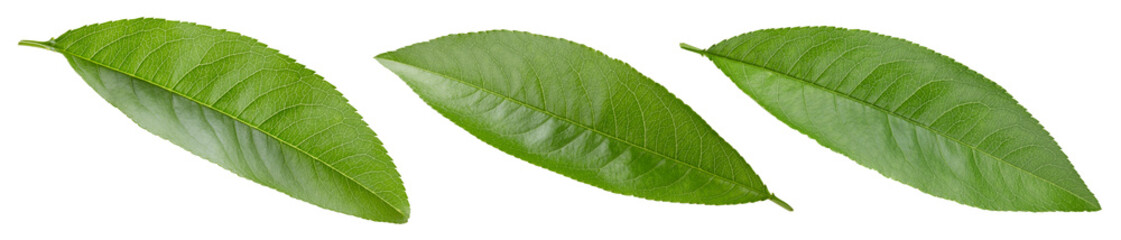 Obraz premium Green peach leaf collection isolated