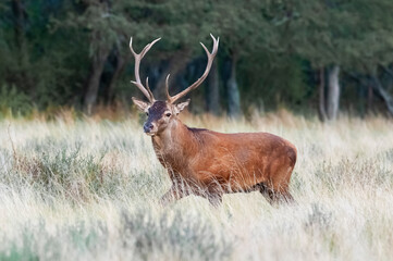Red deer in Calden Forest environment, La Pampa, Argentina, Parque Luro, Nature Reserve