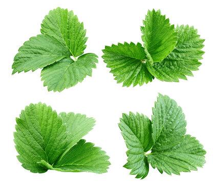 Strawberry leaf collection isolated