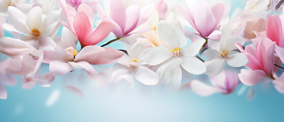 Fototapeta premium Spring elegance with ultra wide banner with soft pastel petals, perfect background with copy space