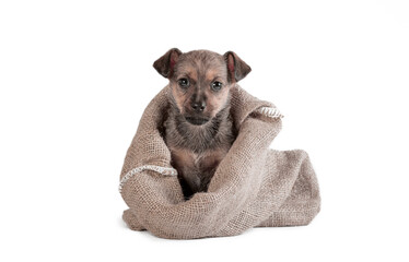 mongrel puppy of brown color in a sack on a white background