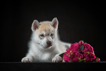 Siberian husky puppy with a bouquet of artificial pions on a black background