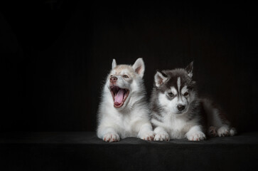 two Siberian husky puppies on a black background - obrazy, fototapety, plakaty