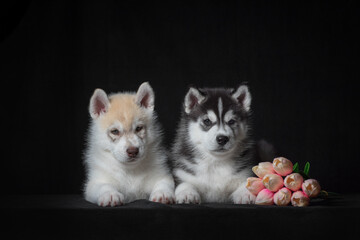 Fototapeta na wymiar two Siberian husky puppies with a bouquet of artificial tulips on a black background