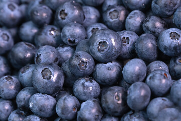 Macro photography, background of ripe juicy large blueberries with water droplets. Blueberry texture, berry background