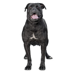 one cane corso dog isolated on white background