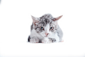 tabby cat on a white background