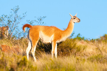 Guanacos in Lihue Calel National Park, La Pampa, Patagonia, Argentina.