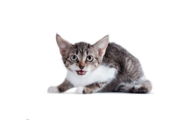 tabby cat on a white background