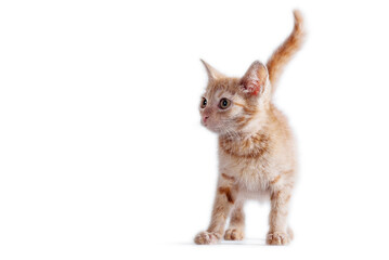 Obraz premium bright red kitten standing and looking right on a white background