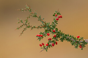 Piquillin, endemic wild fruits in the Pampas forest, Patagonia, Argentina