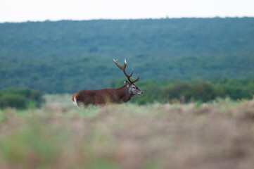Fototapeta premium Red deer in Calden Forest environment, La Pampa, Argentina, Parque Luro, Nature Reserve