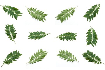 Set photo of the leaves of Curry tree a type of tree from India and Sri Lanka (Kaloupilé, Curry...