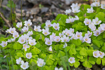 Oxalis acetosella spring flowers close-up in the forest. White small wildflowers