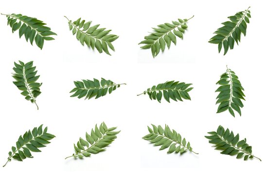 Set photo of the leaves of Curry tree a type of tree from India and Sri Lanka (Kaloupilé, Curry tree, nomenclature Murraya koenigii (L.) Sprengel), belonging to the nine incense family (Rutaceae).